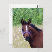 Carte Postale idiot1 (Devant / Derrière)