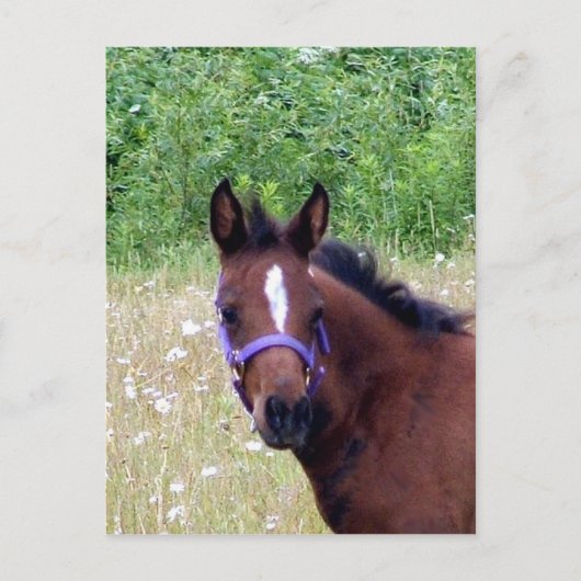 Carte Postale idiot1 (Devant)