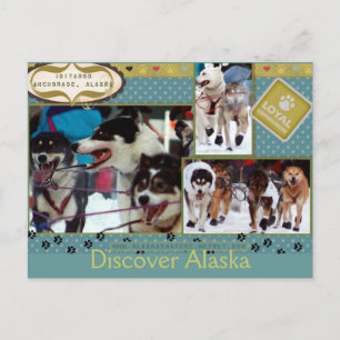 Carte Postale Iditarod Loyal Companions