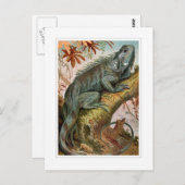 Carte Postale Iguana (Devant / Derrière)