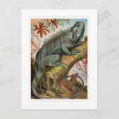 Carte Postale Iguana (Devant)