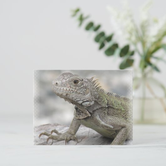 Carte postale Iguana (Debout devant)