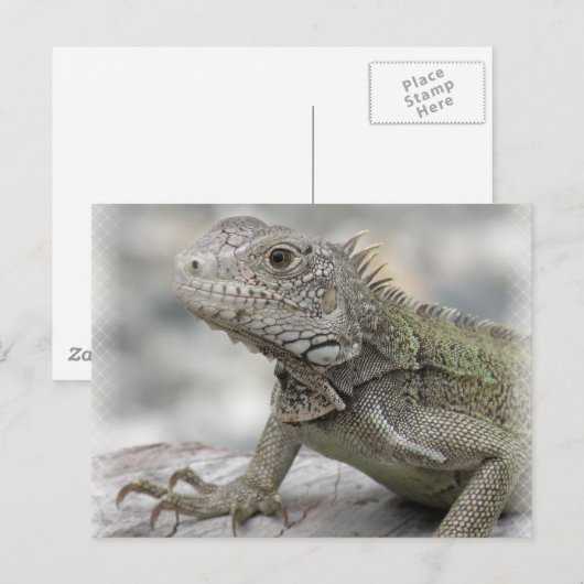 Carte postale Iguana (Devant / Derrière)