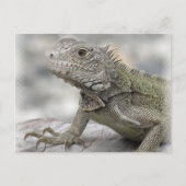 Carte postale Iguana (Devant)