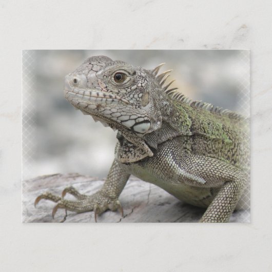 Carte postale Iguana (Devant)