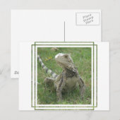 Carte postale Iguana (Devant / Derrière)