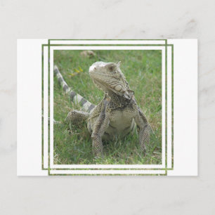 Carte postale Iguana