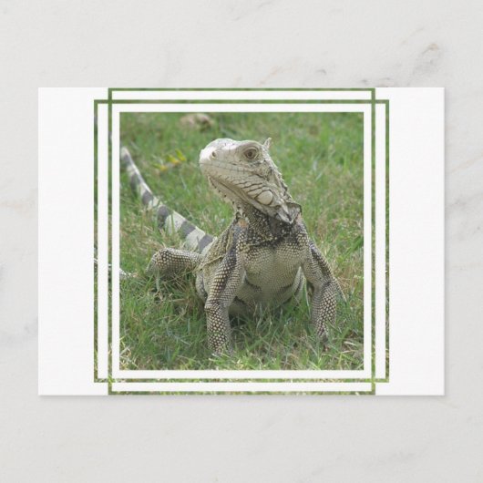 Carte postale Iguana (Devant)