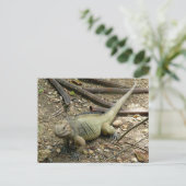 Carte Postale Iguana (Debout devant)