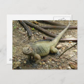 Carte Postale Iguana (Devant / Derrière)