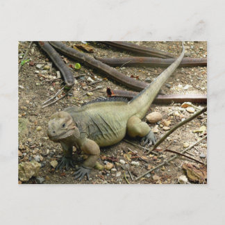 Carte Postale Iguana