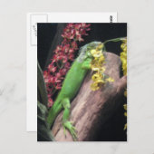 Carte Postale Iguana (Devant / Derrière)