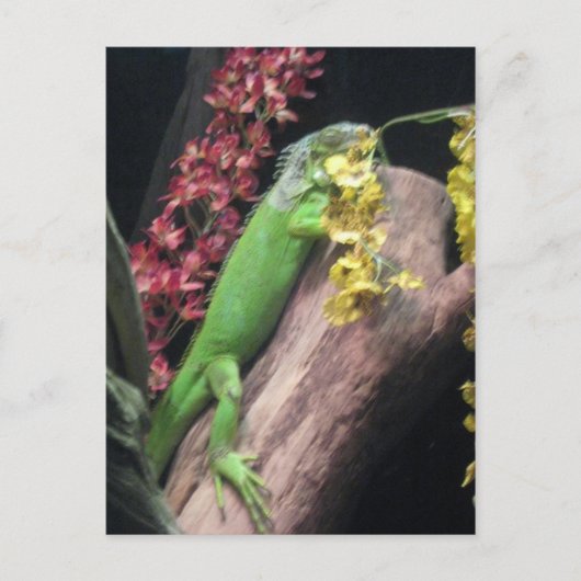 Carte Postale Iguana (Devant)