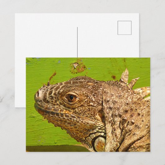 CARTE POSTALE IGUANA (Devant / Derrière)
