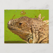 CARTE POSTALE IGUANA (Devant)
