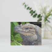Carte postale Iguana (Debout devant)