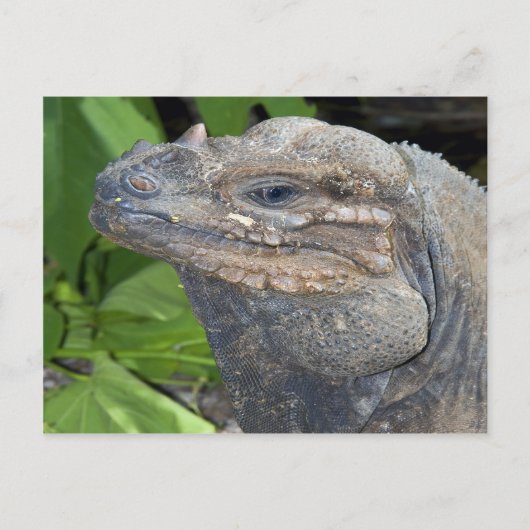 Carte postale Iguana (Devant)