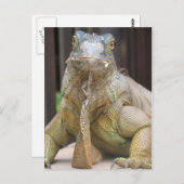 Carte Postale Iguana (Devant / Derrière)