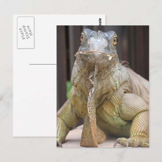 Carte Postale Iguana (Devant / Derrière)