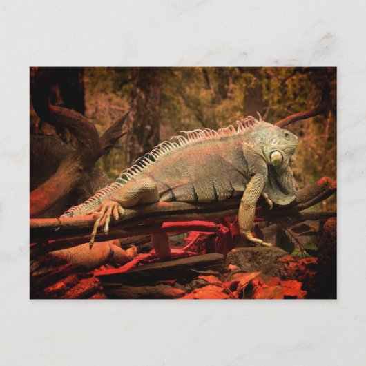 Carte Postale Iguana (Devant)