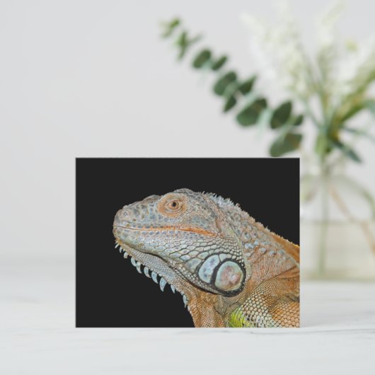 CARTE POSTALE IGUANA (Debout devant)