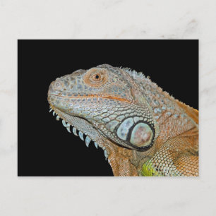 CARTE POSTALE IGUANA