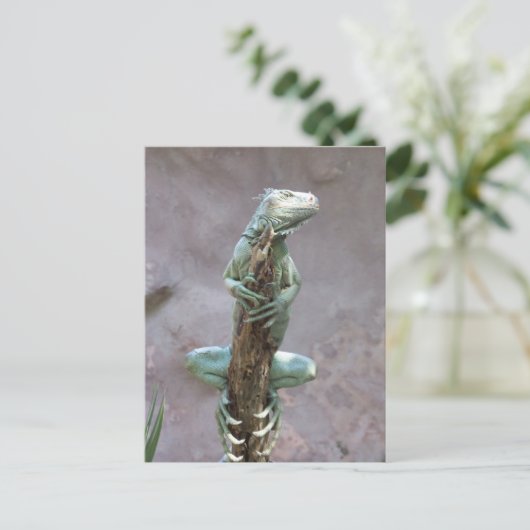 Carte postale Iguana (Debout devant)
