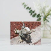 Carte Postale iguana (Debout devant)