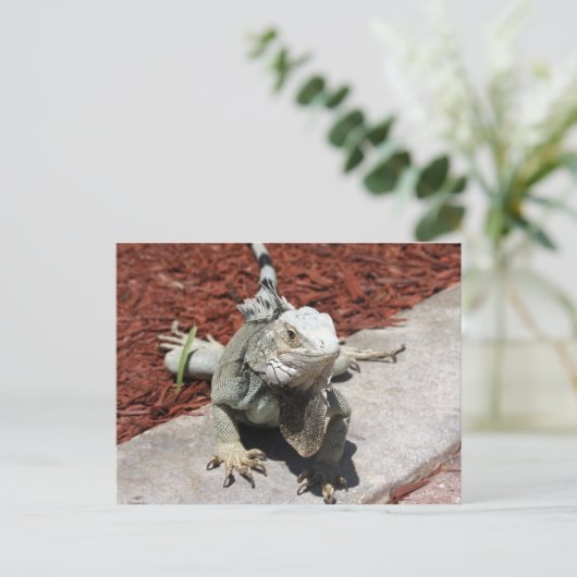 Carte Postale iguana (Debout devant)