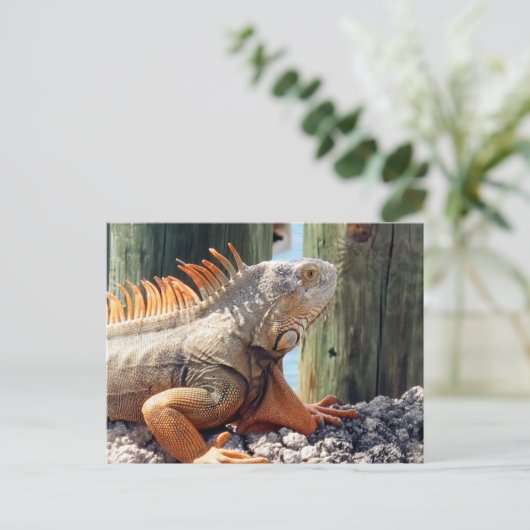 Carte postale Iguana (Debout devant)