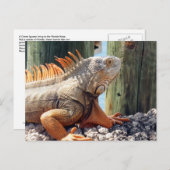 Carte postale Iguana (Devant / Derrière)