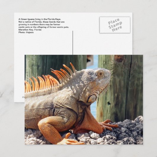 Carte postale Iguana (Devant / Derrière)