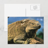 Carte postale Iguana (Devant / Derrière)