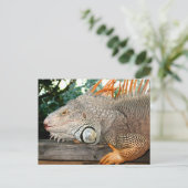 Carte Postale Iguana (Debout devant)