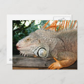 Carte Postale Iguana (Devant / Derrière)