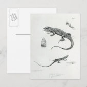 Carte Postale Iguana à coque (Devant / Derrière)