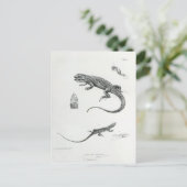Carte Postale Iguana à coque (Debout devant)
