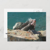 Carte Postale Iguana à St Thomas (Devant / Derrière)