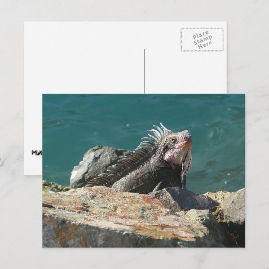 Carte Postale Iguana à St Thomas (Devant / Derrière)