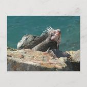 Carte Postale Iguana à St Thomas (Devant)