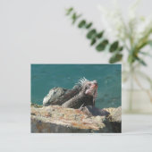 Carte Postale Iguana à St Thomas (Debout devant)