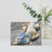 Carte Postale Iguana bleu (Debout devant)
