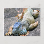 Carte Postale Iguana bleu (Devant)