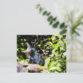 Carte Postale Iguana bleu (Debout devant)