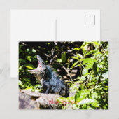 Carte Postale Iguana bleu (Devant / Derrière)