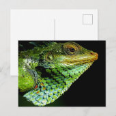 Carte postale Iguana Close-up Photo (Devant / Derrière)
