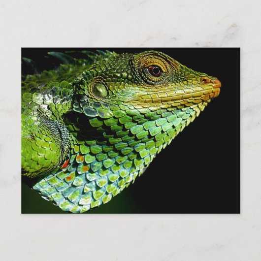 Carte postale Iguana Close-up Photo (Devant)