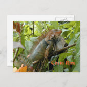 Carte postale Iguana Costa Rica (Devant / Derrière)