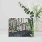 Carte Postale Iguana en cage (Debout devant)