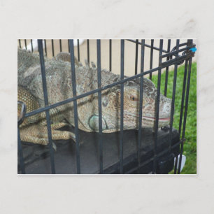 Carte Postale Iguana en cage